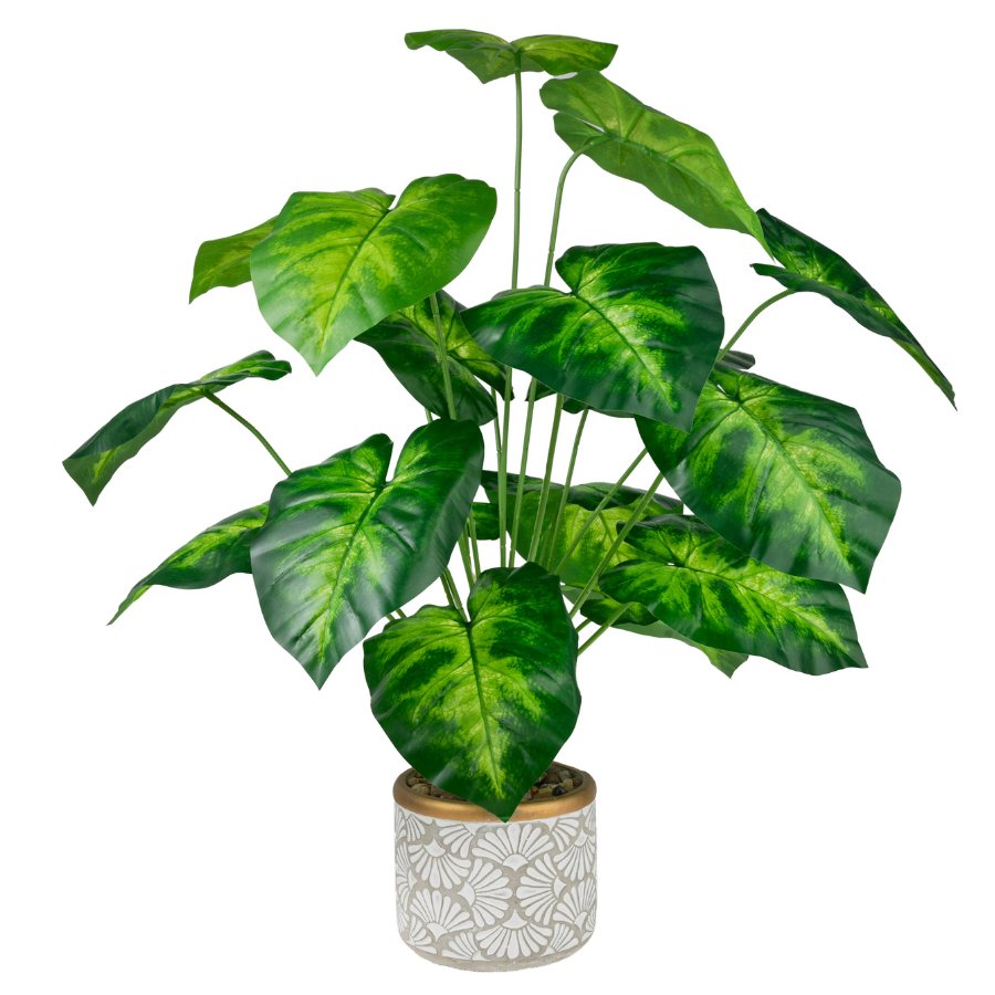 Forever Flowerz Taro Plant Kit - Green/White