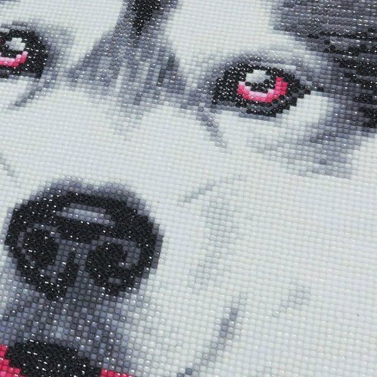 Alaskan Malamute Face Close Up