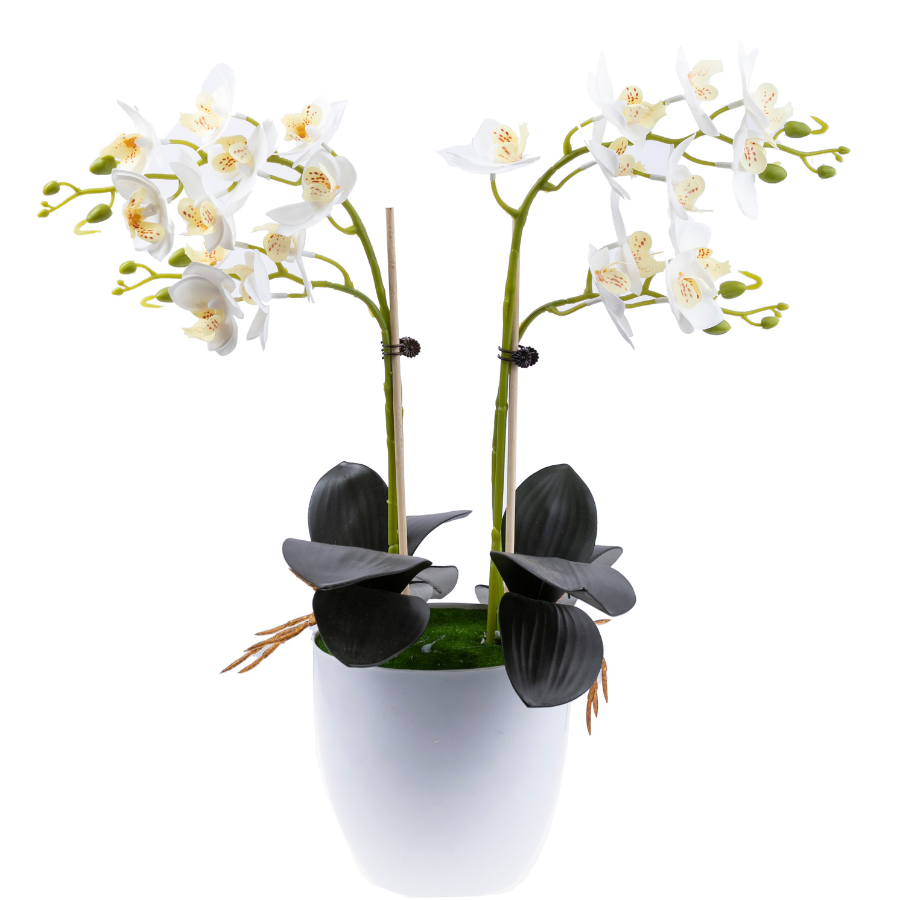 Forever Flowerz orchid collection makes 2 blossom front white