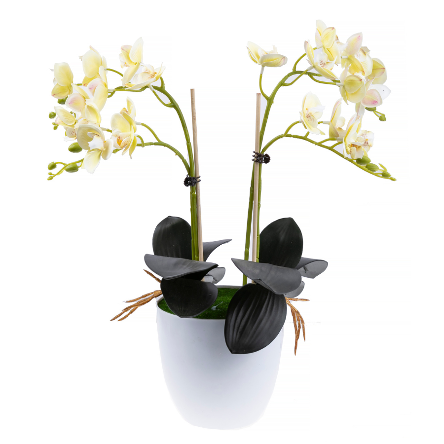 Load image into Gallery viewer, Forever Flowerz orchid collection makes 2 front pale yellow white
